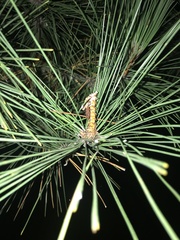 Pinus resinosa