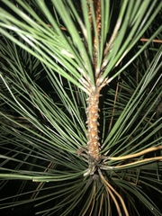 Pinus resinosa