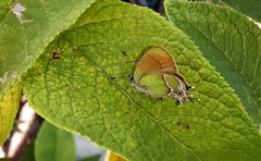 Callophrys xami xami