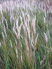 Calamagrostis epigejos