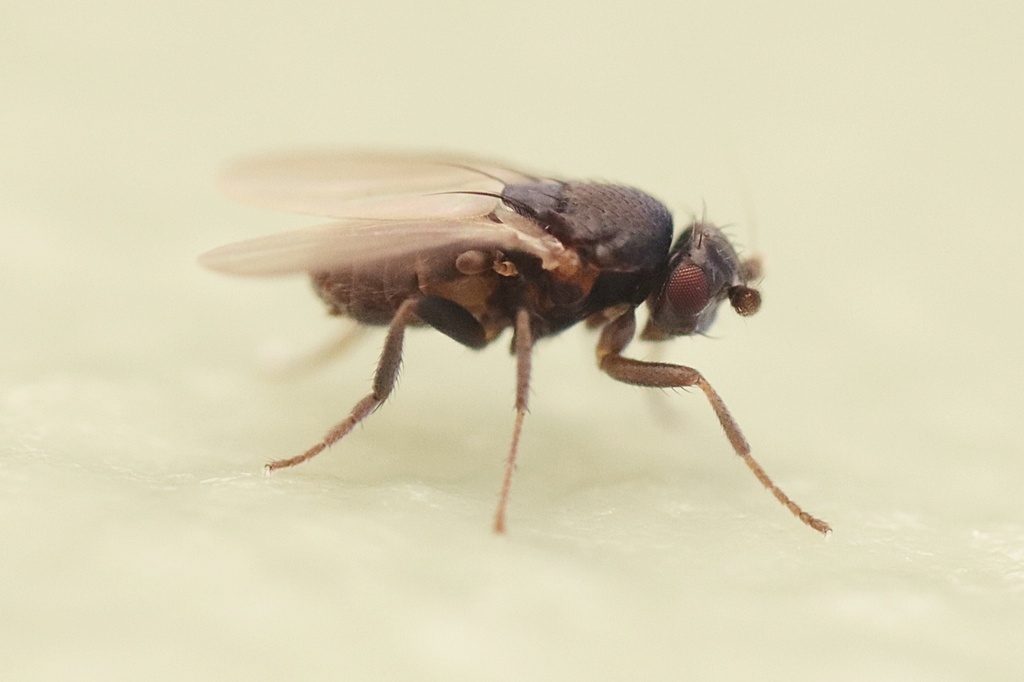 Small dung fly