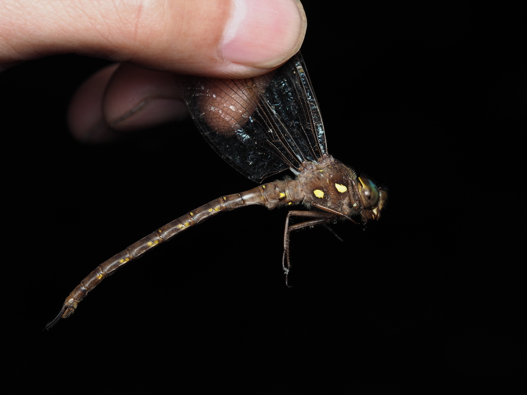 Fawn Darner
