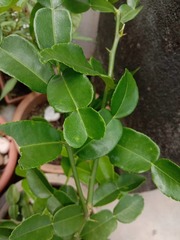 Citrus hystrix
