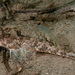 Common Stinkfish - Photo (c) Erik Schlogl, some rights reserved (CC BY-NC), uploaded by Erik Schlogl