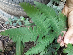 Adiantum polyphyllum