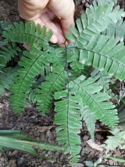 Adiantum polyphyllum