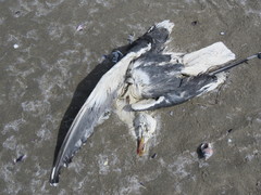 Larus dominicanus