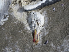 Larus dominicanus
