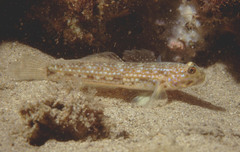 Istigobius hoesei