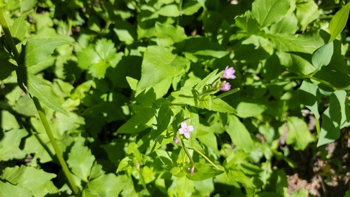 Epilobium hornemannii, photograph 4