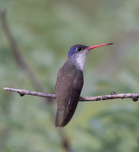 Violet-crowned Hummingbird