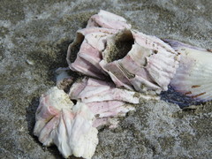 Austromegabalanus psittacus