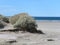 Upucerthia dumetaria