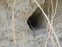 Upucerthia dumetaria