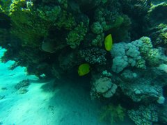 Chaetodon semilarvatus