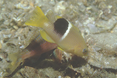 Bodianus perditio