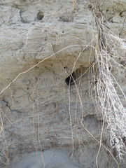 Upucerthia dumetaria