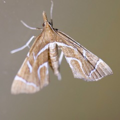 Panotima angularis