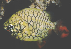 Cleidopus gloriamaris