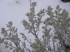 Artemisia arbuscula