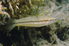 Neoodax balteatus