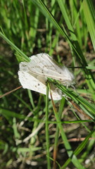 Spilosoma dubia