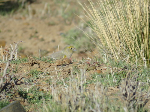 Patagonian Yellow Finch (Sicalis lebruni), photo 3
