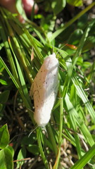 Spilosoma dubia
