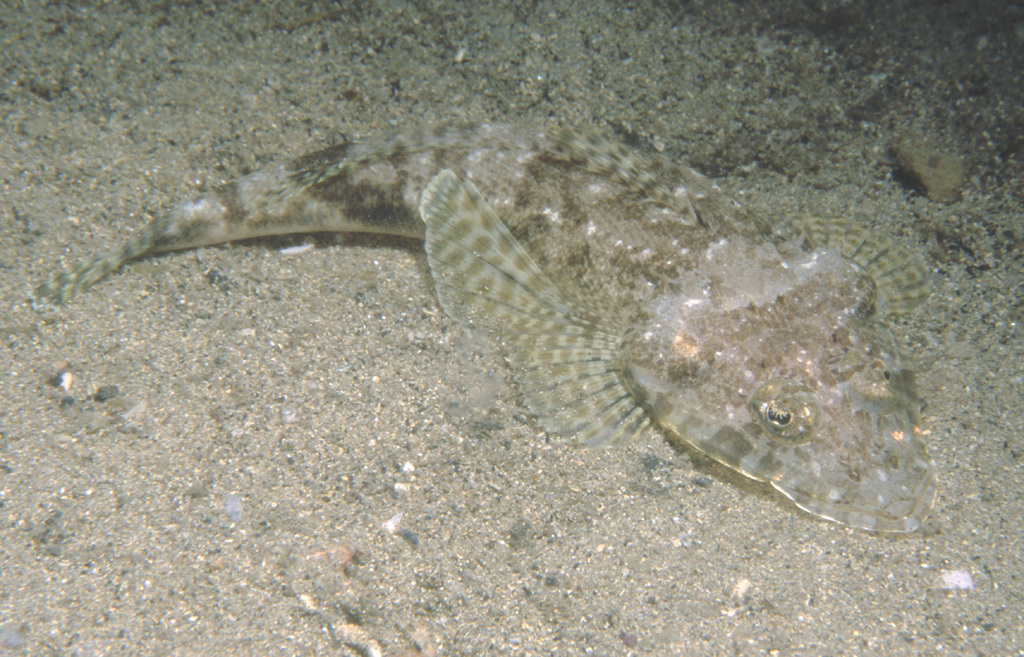 Mud Flathead