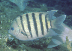 Abudefduf bengalensis