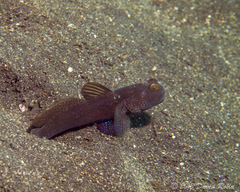 Cryptocentrus fasciatus