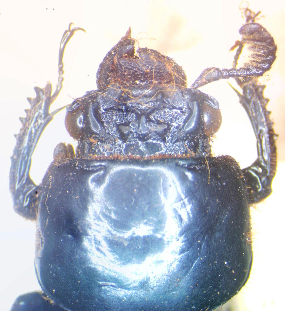 Macrolinus nicobaricus