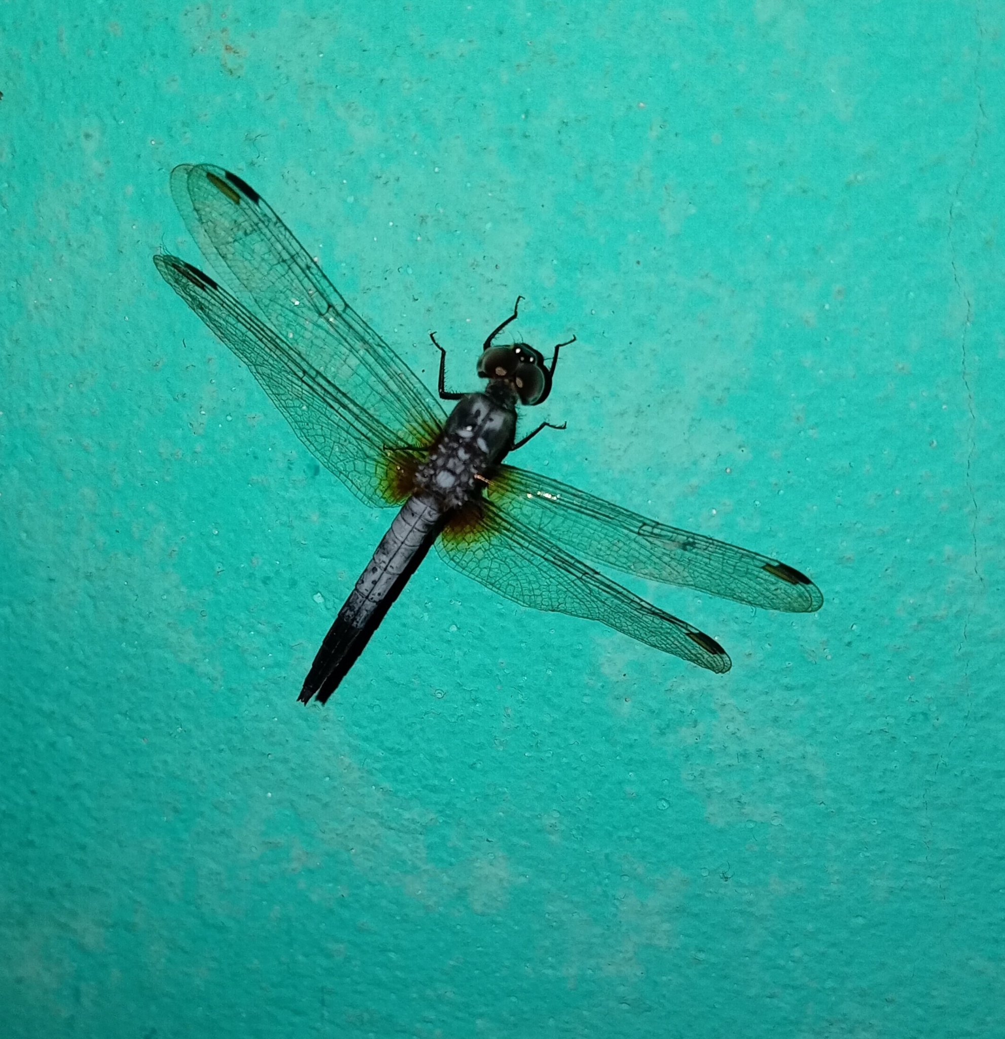 Rufous-Backed Marsh Hawk