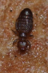 Liposcelididae