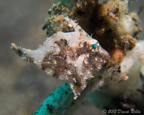 Banded leather-jacket (Acreichthys tomentosus) — Monacanthidae