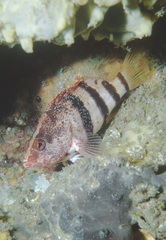 Hypoplectrodes nigroruber