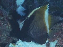 Heniochus varius