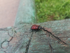 Astylus trifasciatus