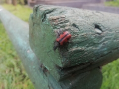 Astylus trifasciatus