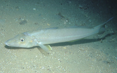 Sillago ciliata
