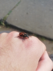 Astylus trifasciatus