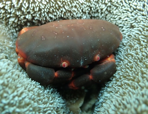 Liomera cinctimanus observed 2025-07-27