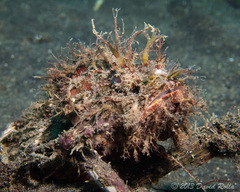 Pteroidichthys amboinensis