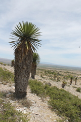 Yucca carnerosana