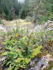 Heuchera micrantha diversifolia