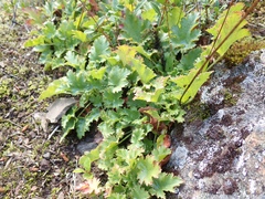 Heuchera micrantha diversifolia