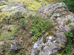 Heuchera micrantha diversifolia