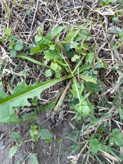 Taraxacum officinale
