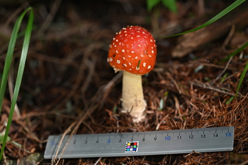 Amanita muscaria