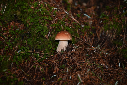 Boletus edulis